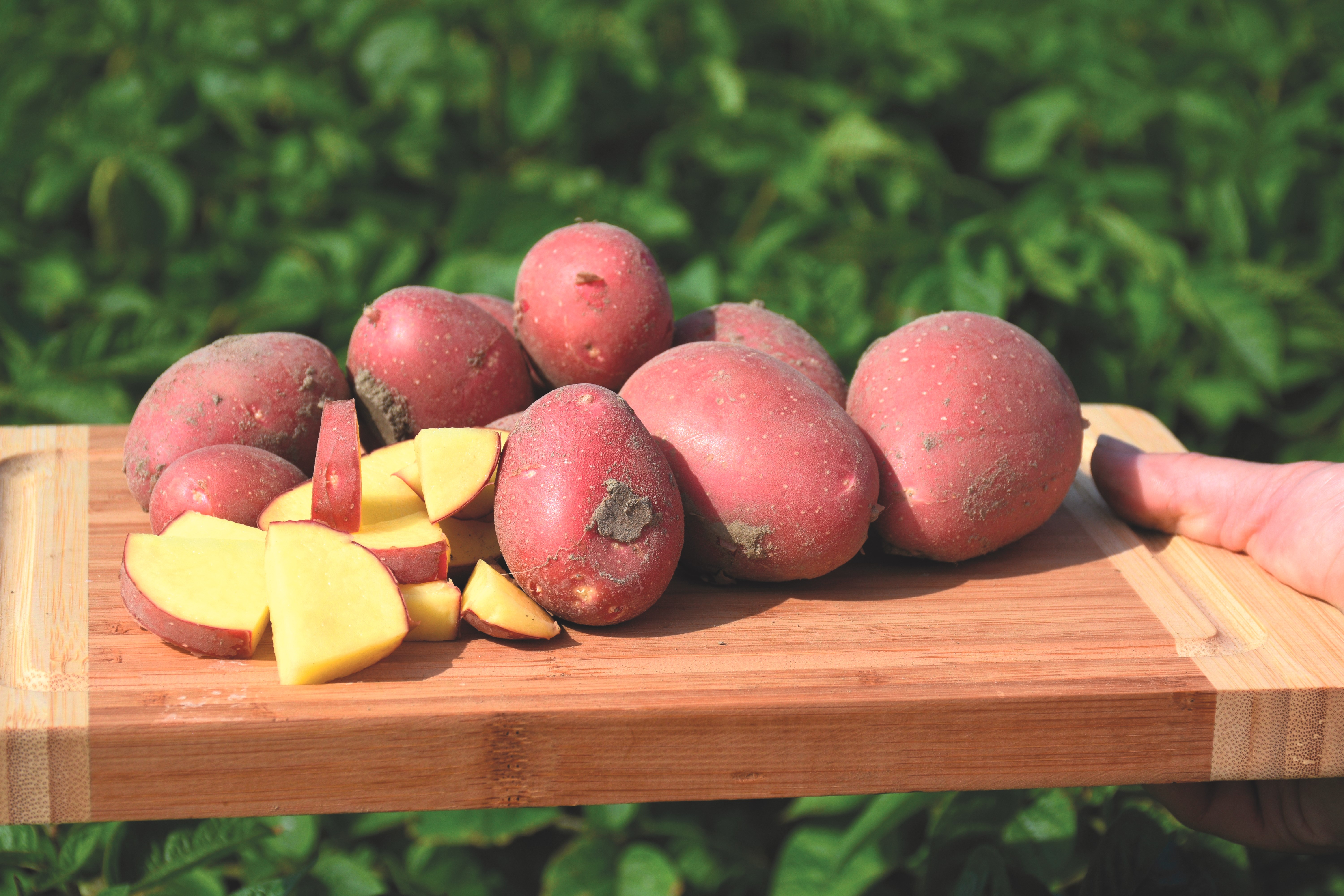 Alouette op een plank