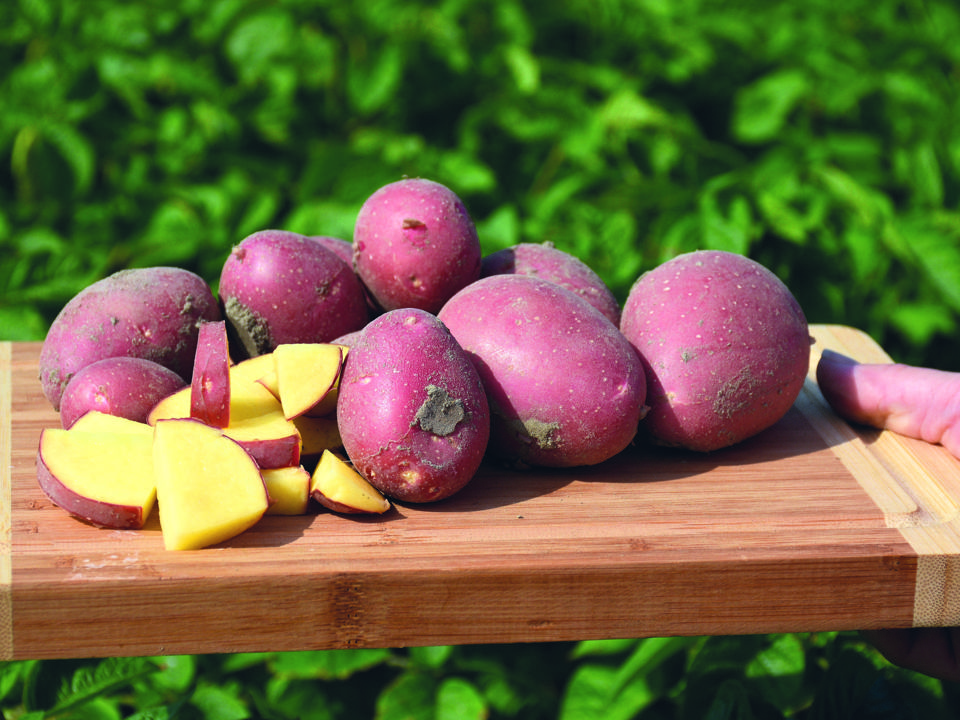 Alouette op een plank