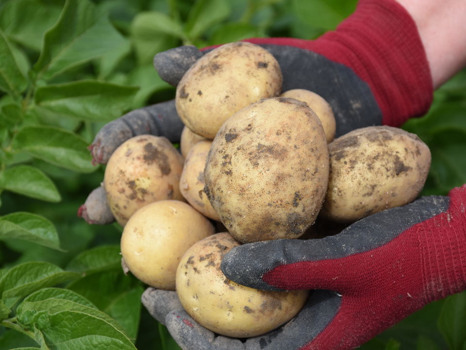 Twister in de handen