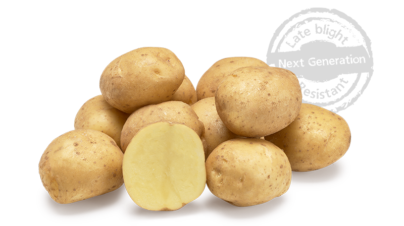 Beyonce GRB CL©Agrico20 Met Stempel800x448