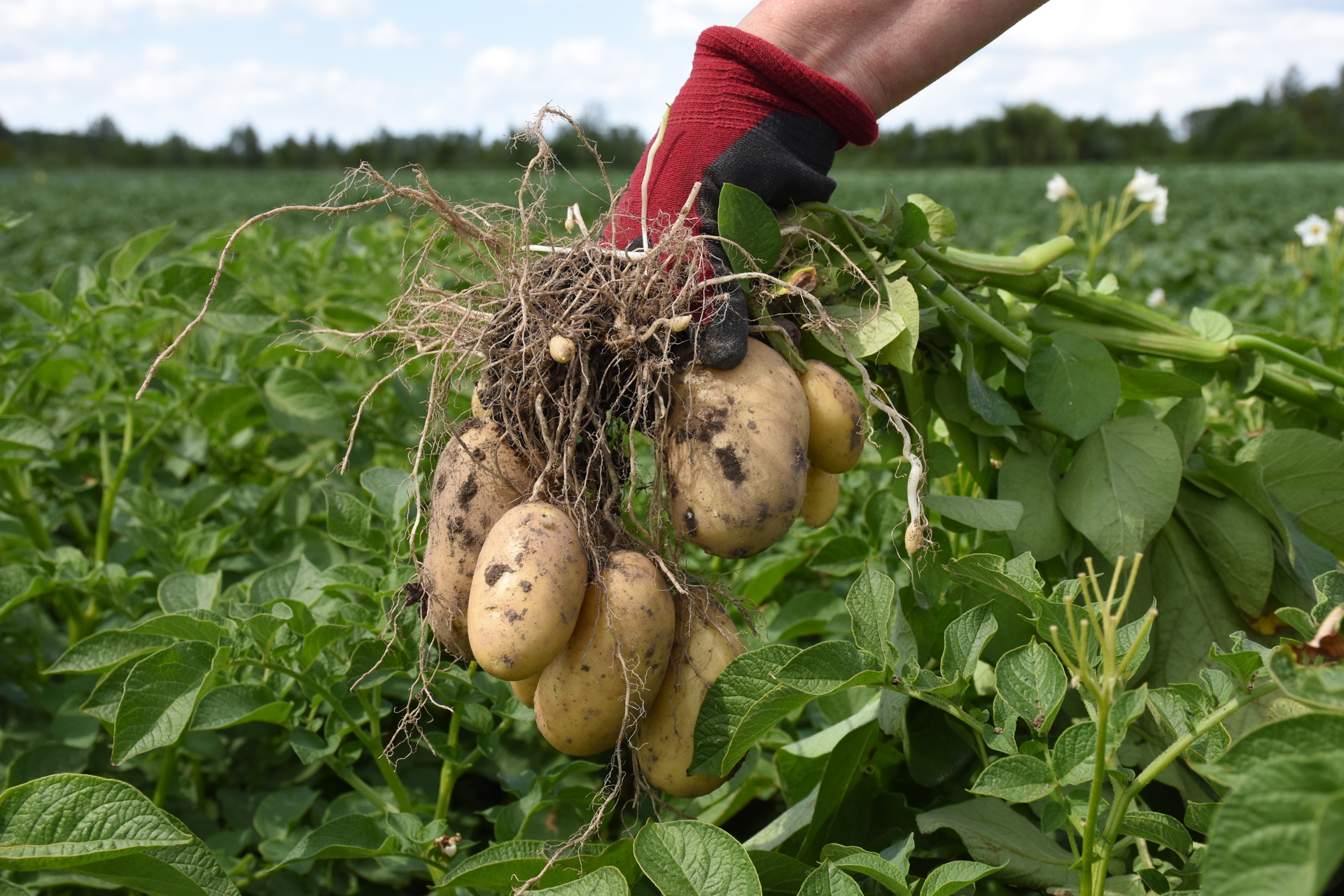 Levante aardappels aan plant - yield