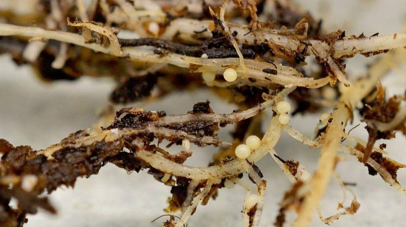 Potato Cyst Nematodes (PCN)