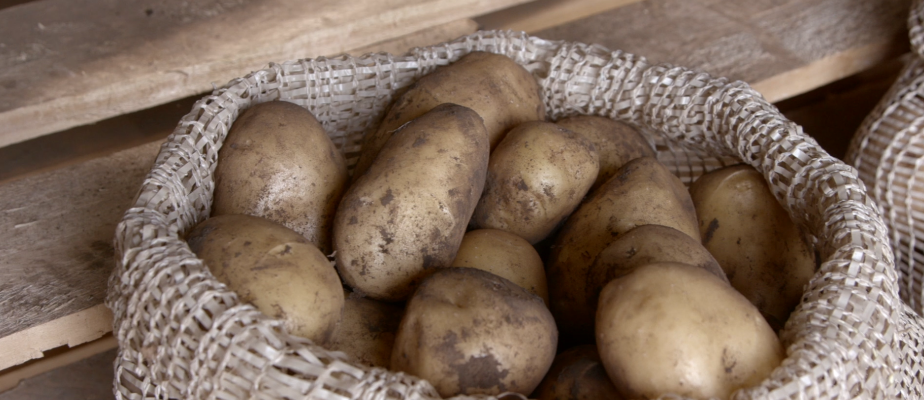 Potato variety Markies