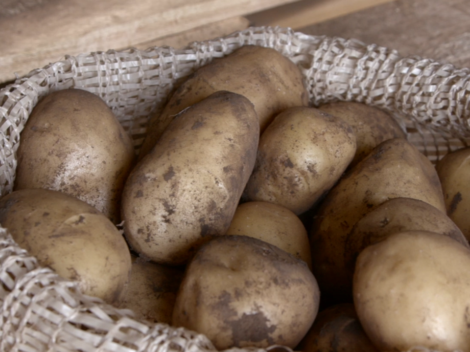 Potato variety Markies