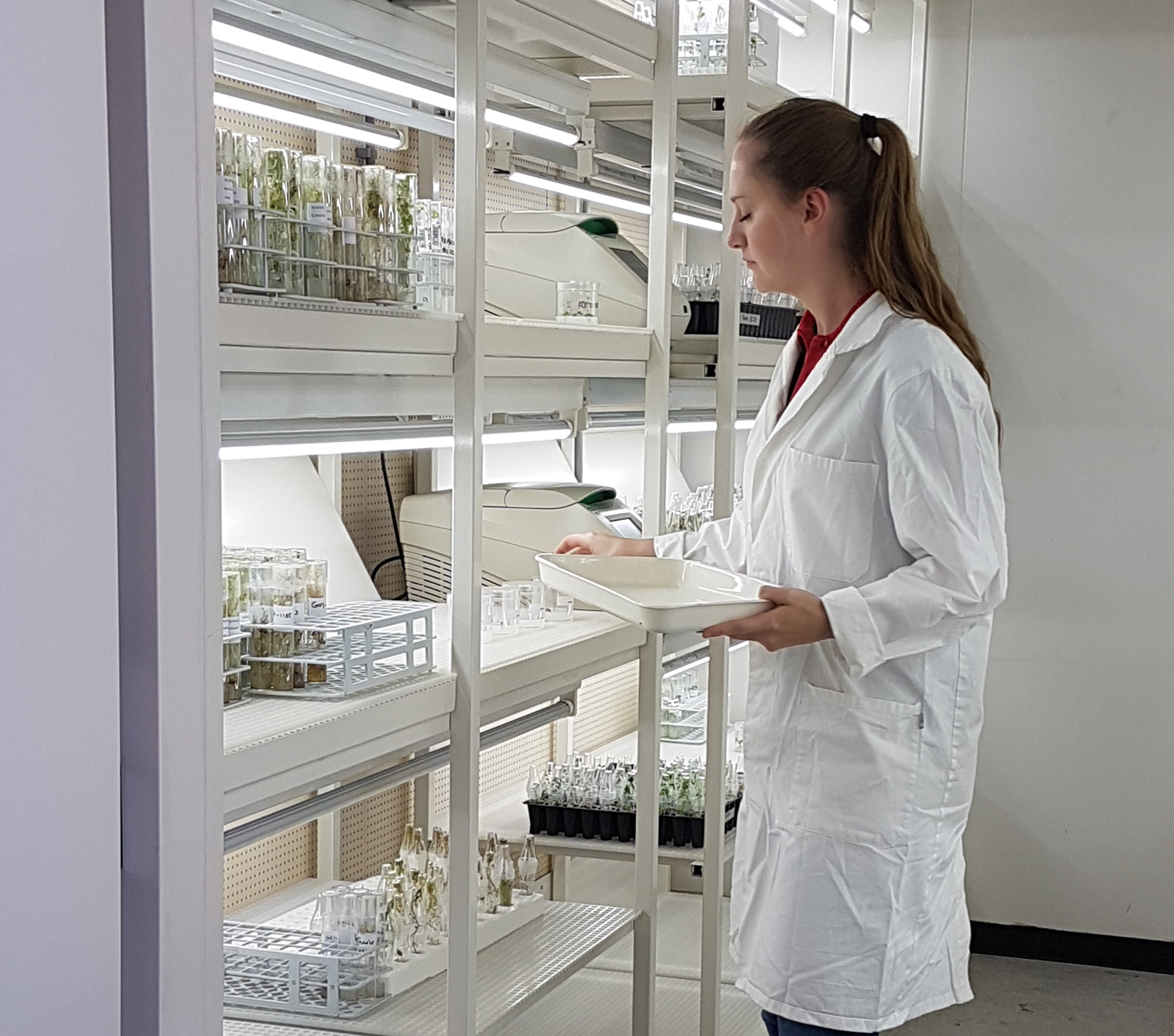 Research and breeding potato varieties UK