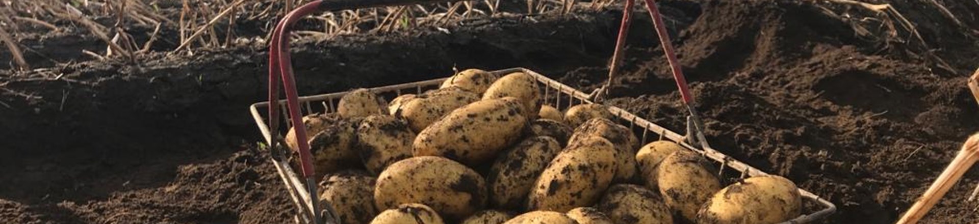 Babylon COM TBR©Agrico21 UK