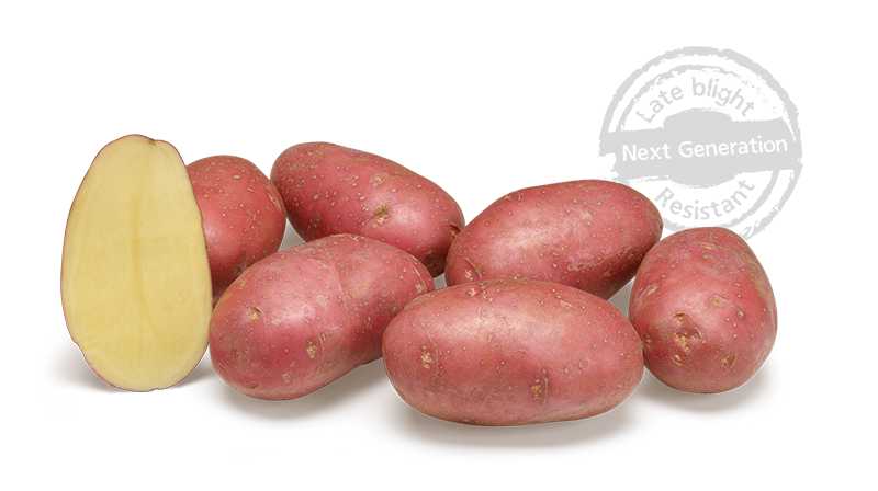 Alouette GRB CL©Agrico20 Met Stempel800x448