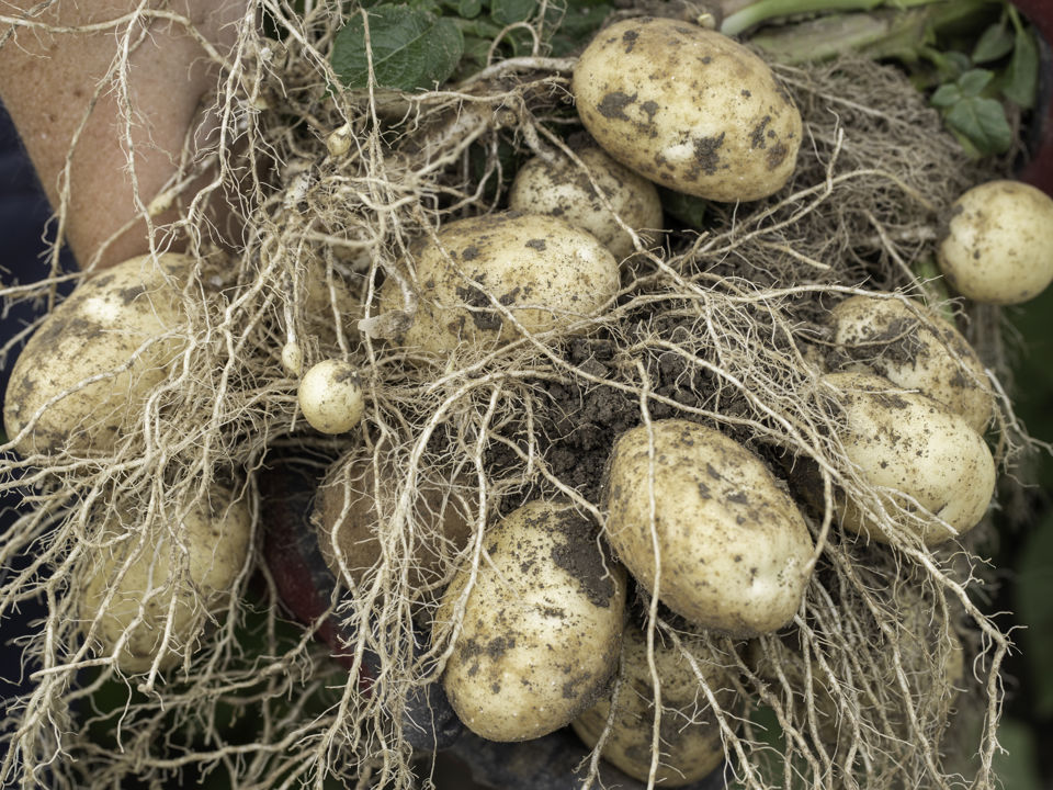 Prince aardappels aan plant - yield