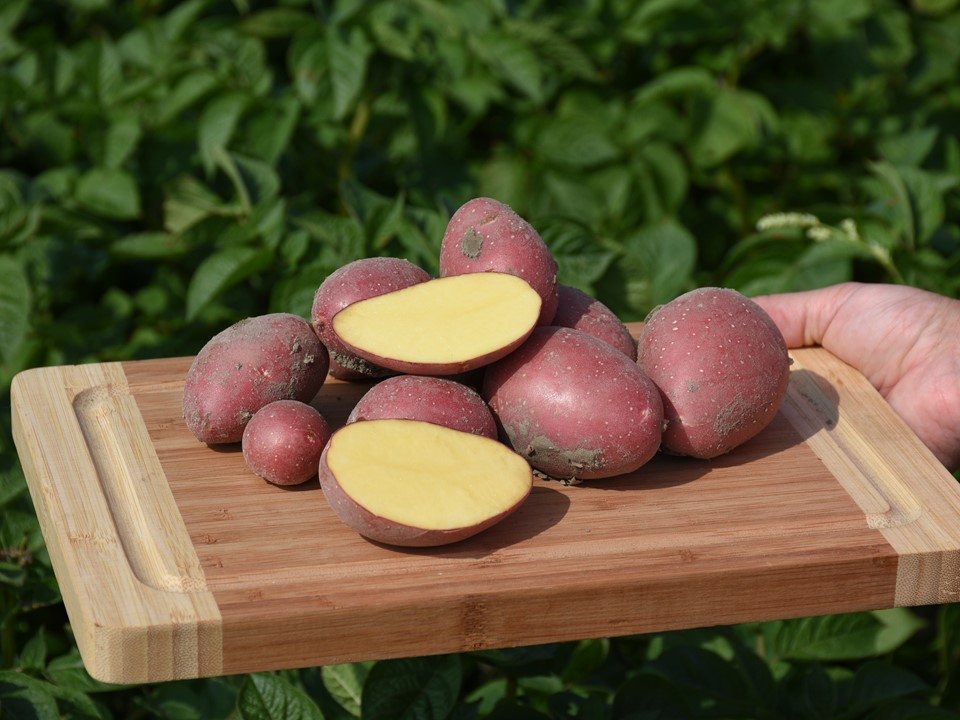 Aardappels Op Een Plank