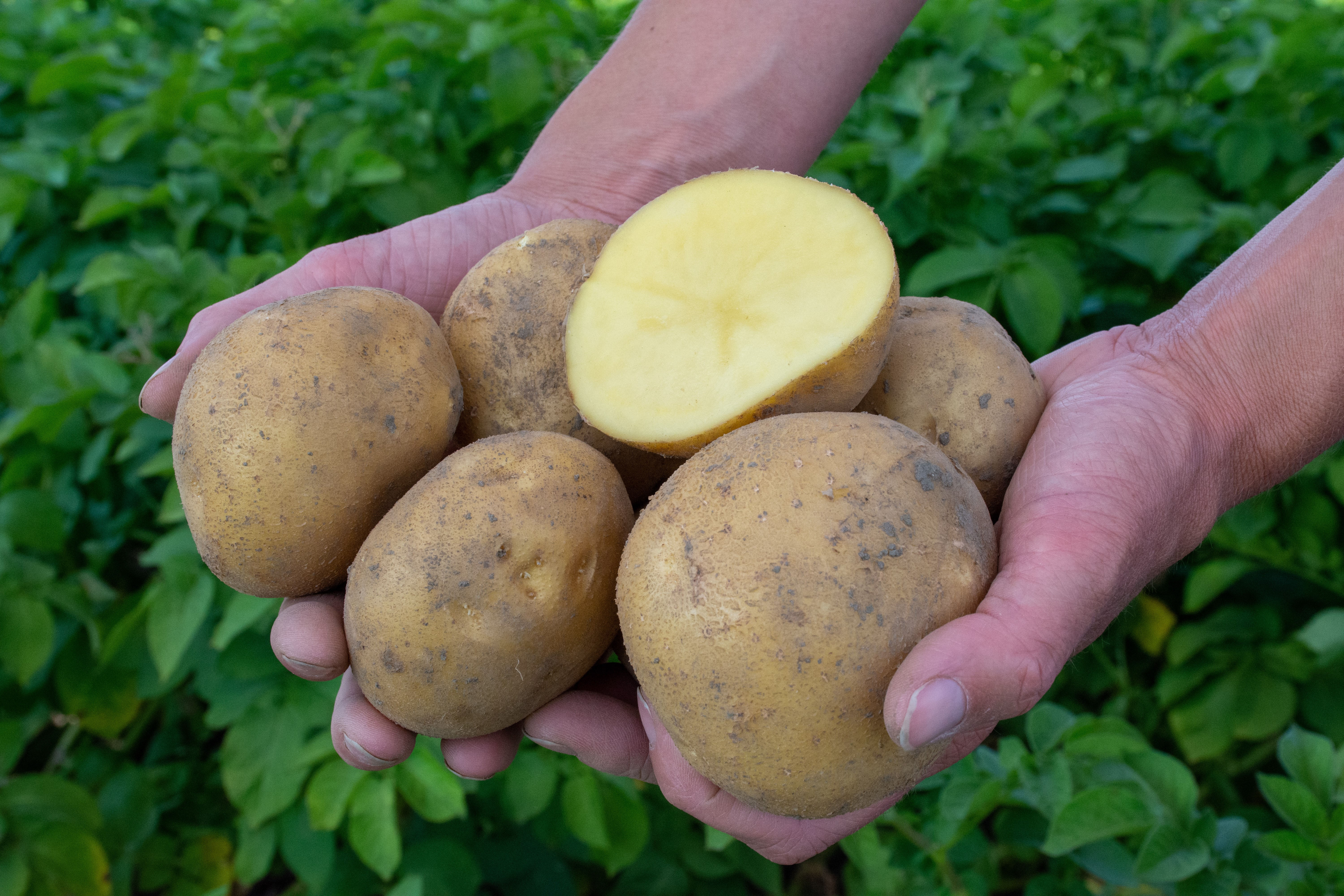 ©Agrico Gmpro Beyonce 9846