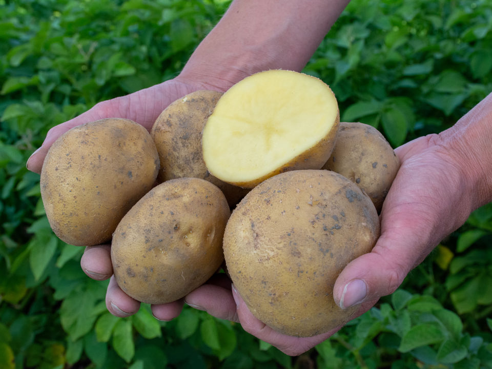 ©Agrico Gmpro Beyonce 9846