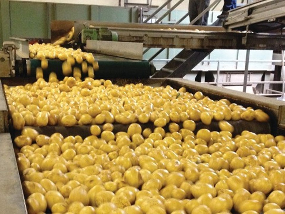 Agrico potatoes in the supply chain.