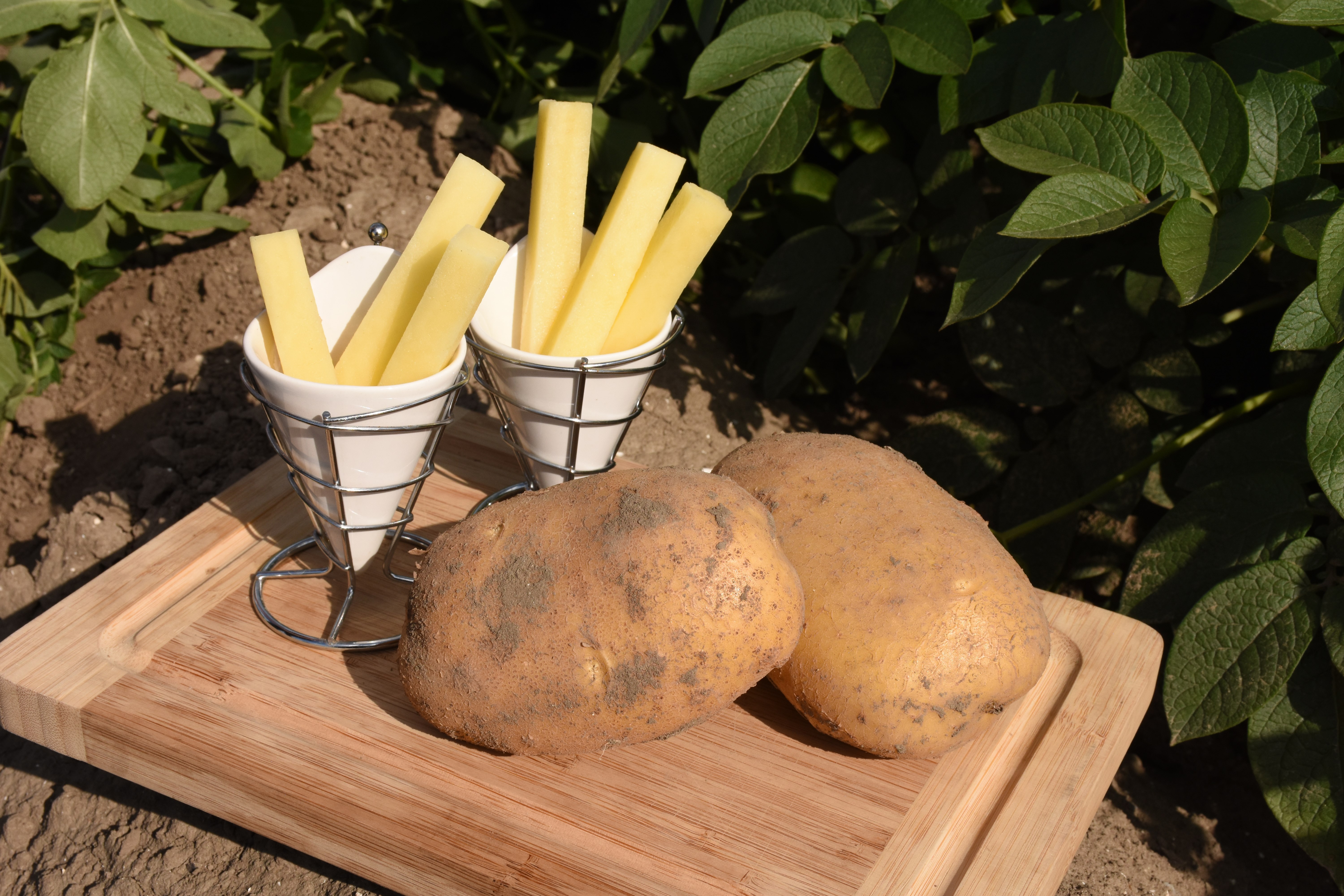 Babylon COM TBR©Agrico19