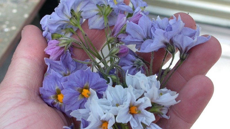 DSCN6897 Genetische Variatie Zorgt Onder Andere Voor Variatie In Bloemkleuren.