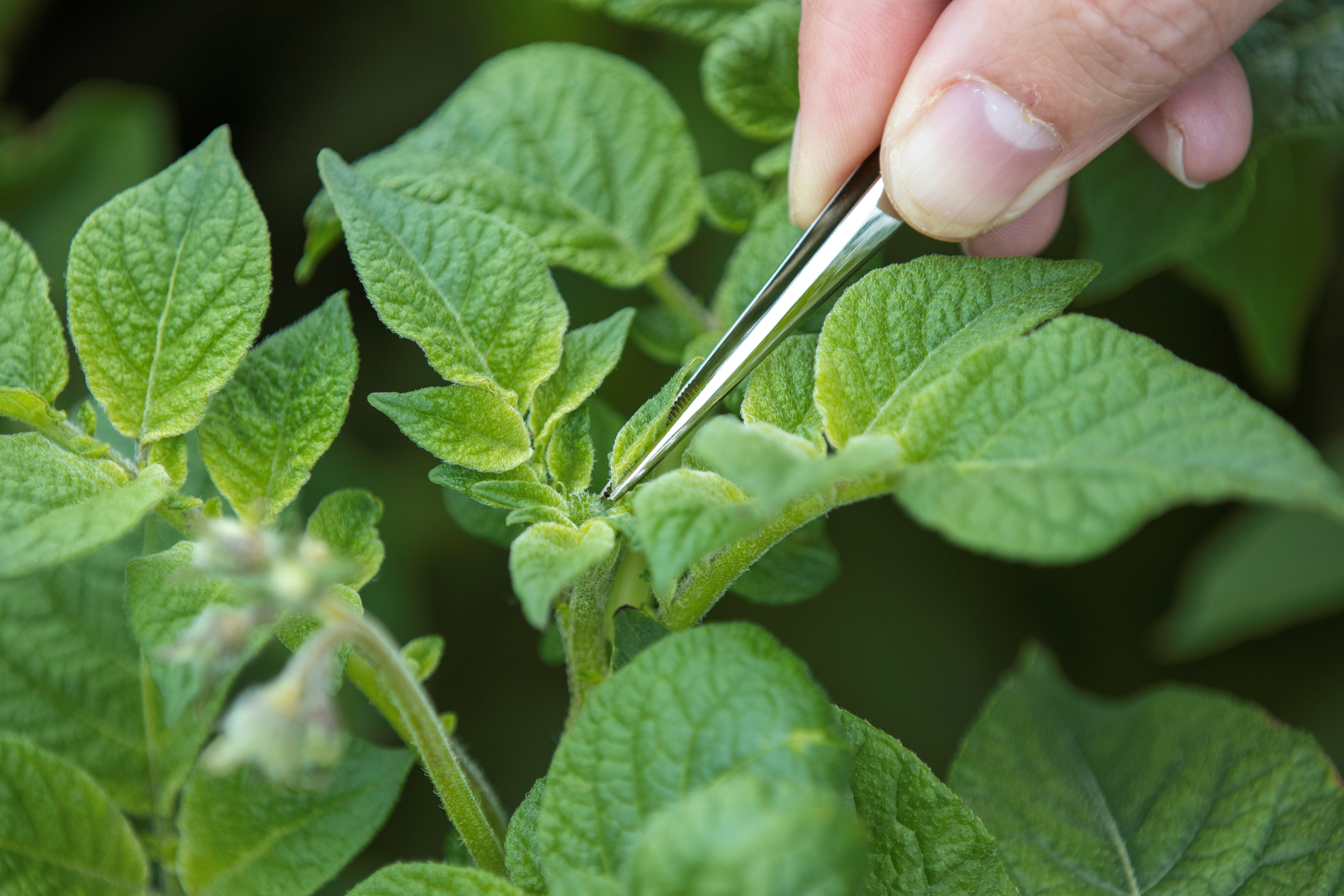 ©Klaas Eissens Afgrico RS 14 06 19 8