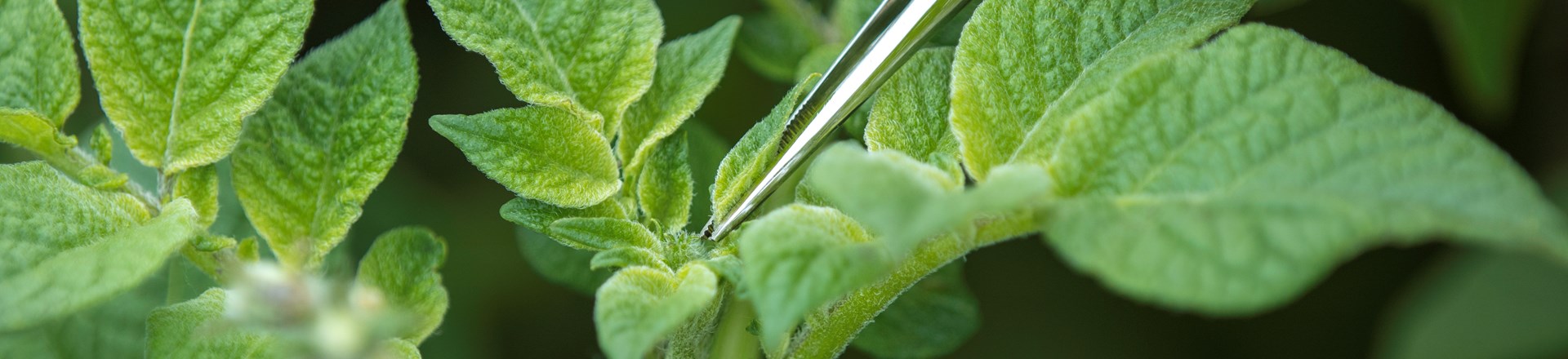 ©Klaas Eissens Afgrico RS 14 06 19 8