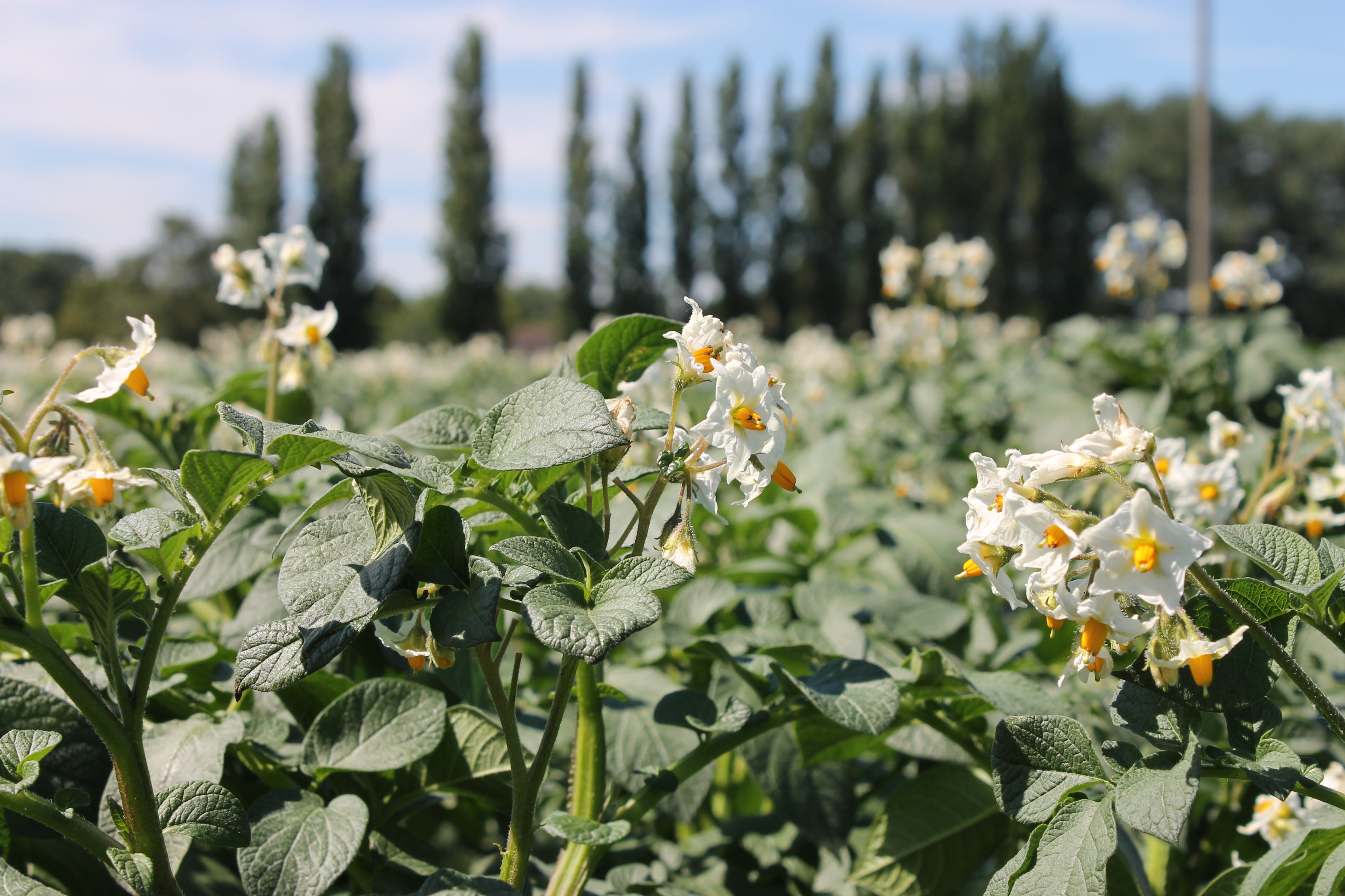 Markies COMFLD F©Agrico17