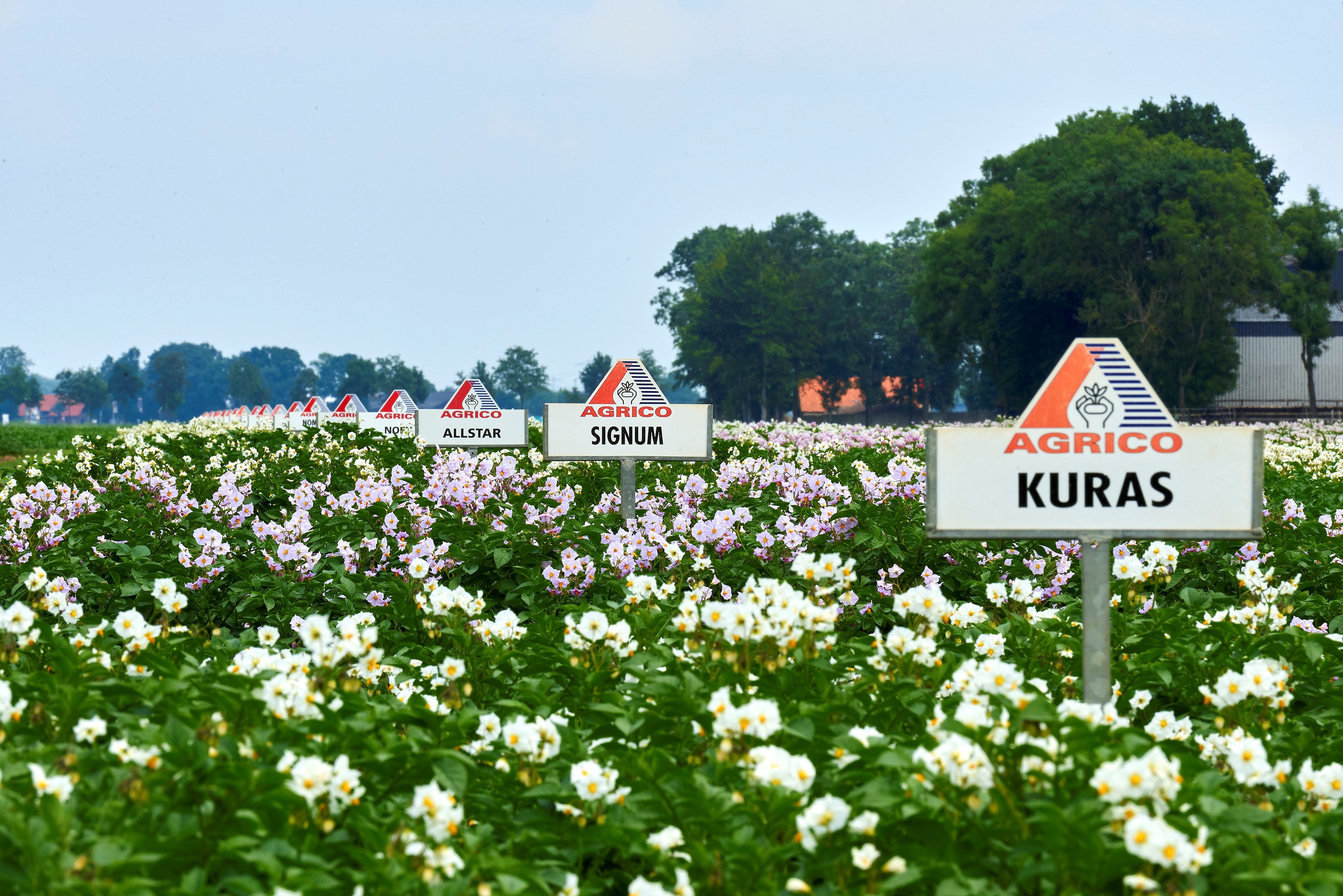 ®Pimvandermaden 17070511382